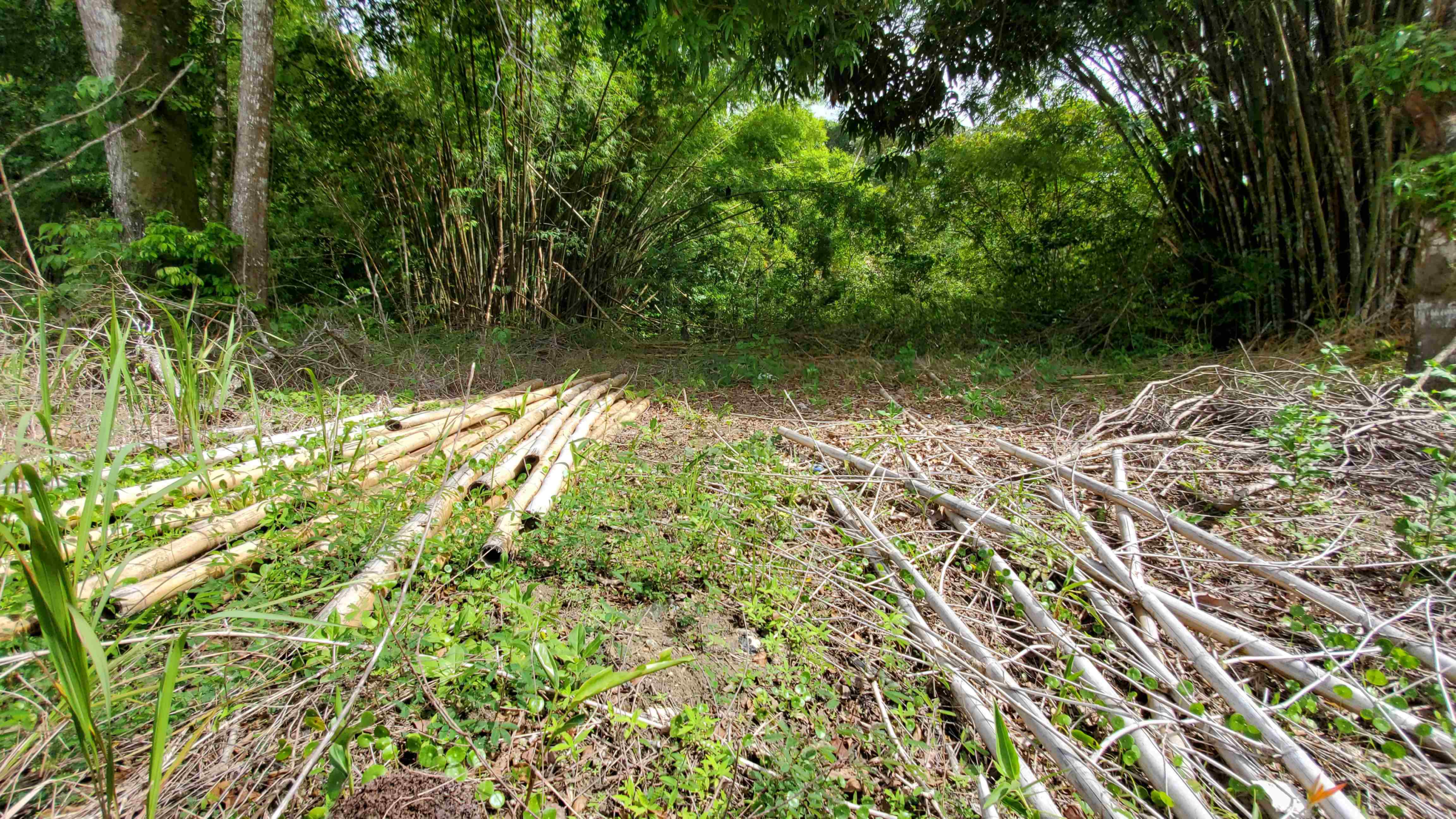 Blanchisseuse Land