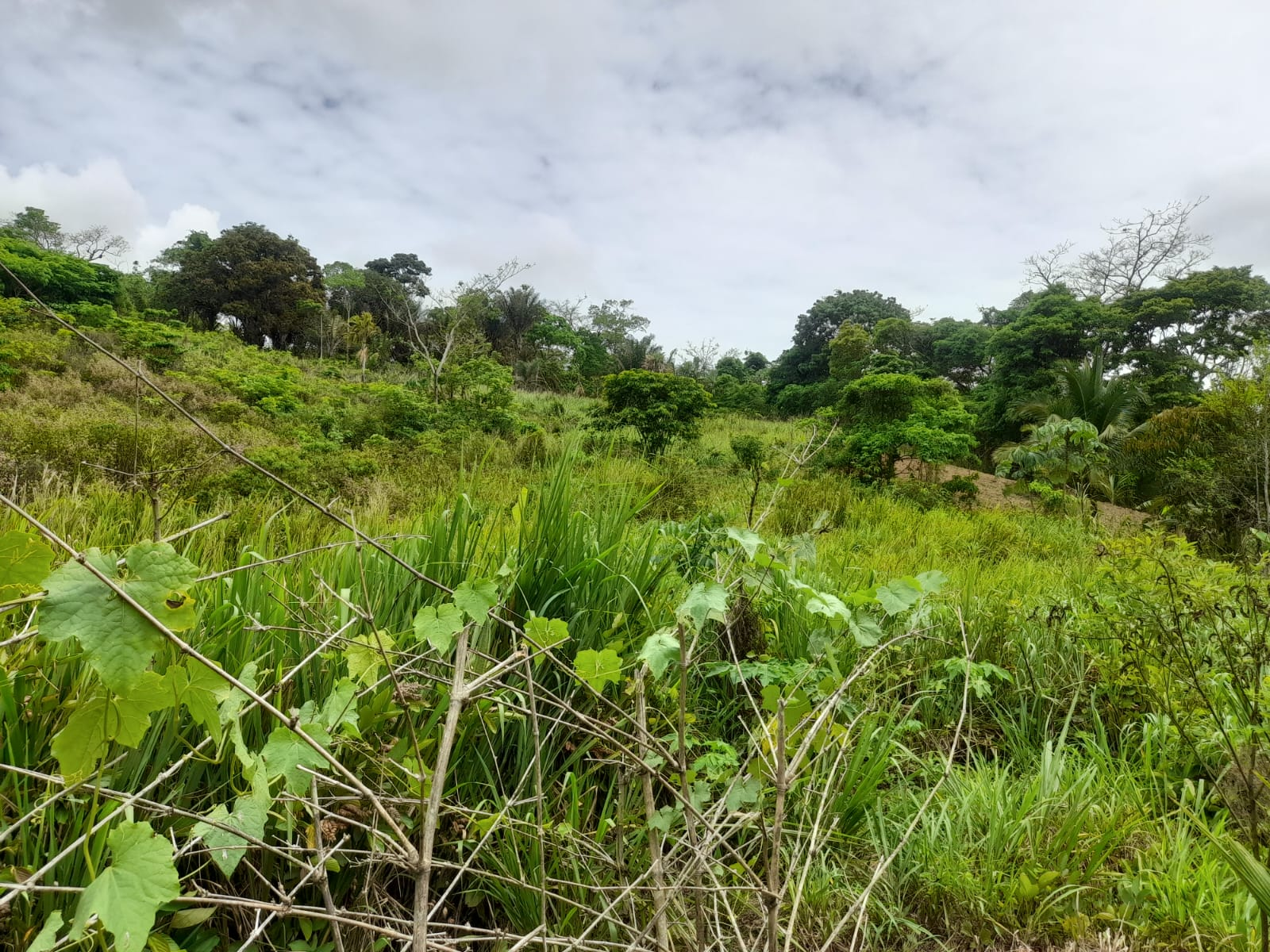 Williamsville Land