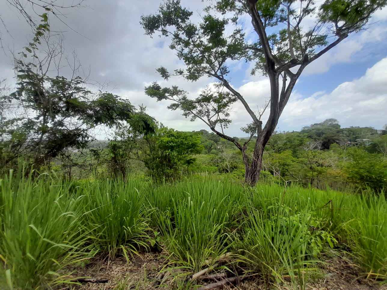 Williamsville Land