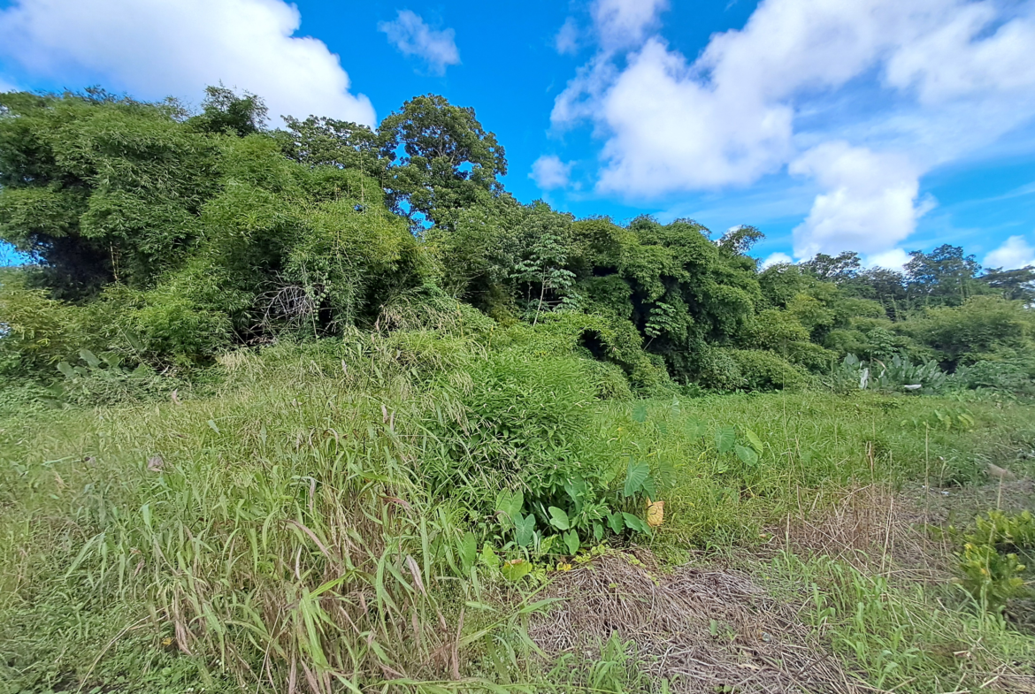 Sangre Grande Land