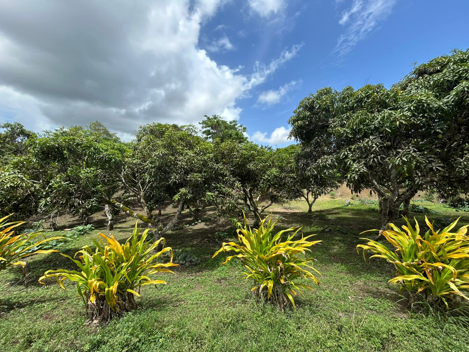 Moruga House and Land