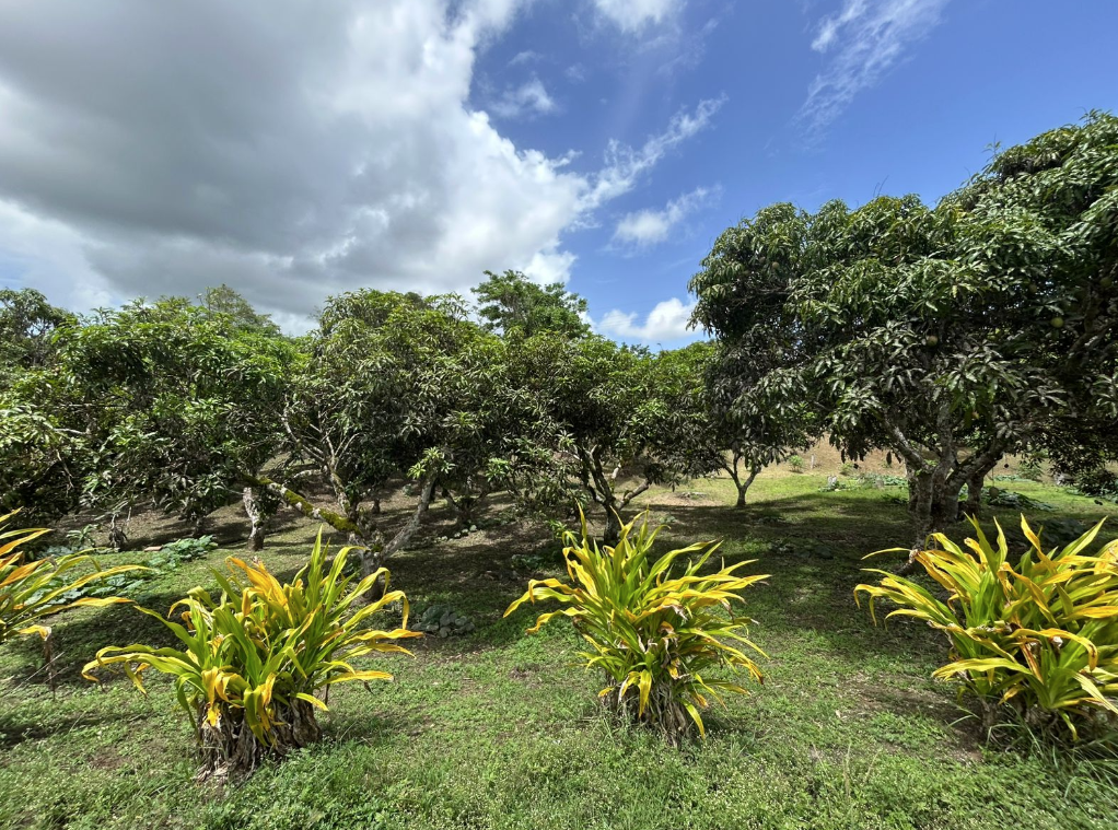 Moruga House and Land